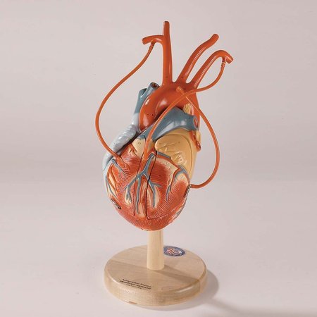 DENOYER-GEPPERT Anatomical Model, Heart of America with Bypass 0139-00
